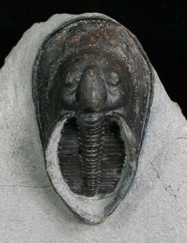Scotoharpes Trilobite With Sweeping Genal Spines #4909